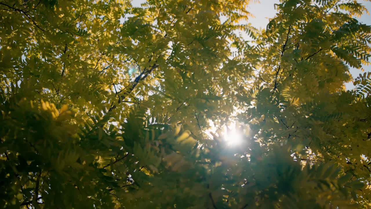Looking up at green tree branches with bright sunlight shining through the leaves. Natural scene showing foliage against the sky with sun flare effects
