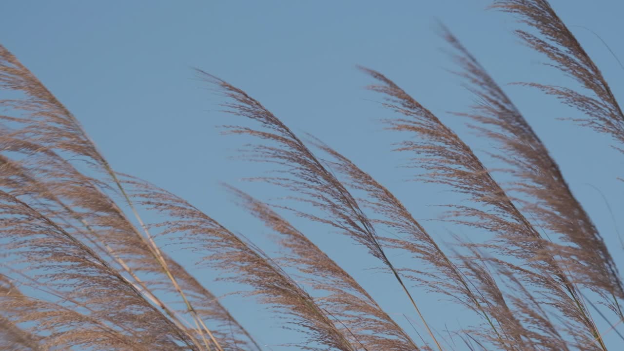 푸른 하늘을 배경으로 바람에 슬로우 모션 실버그래스 블로우