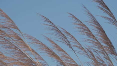 Silbergras-In-Zeitlupe-Weht-Vom-Wind-Gegen-Den-Blauen-Himmel