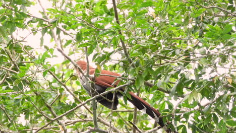A-Squirrel-Cuckoo-bird-,-perched-on-a-branch,-looking-around-with-curiosity-and-flying-away