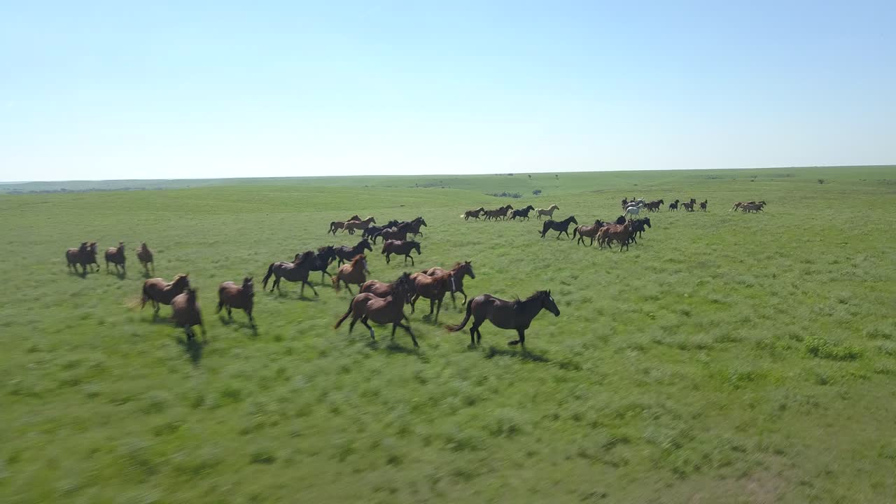 Luftbåren droneoptagelse af en flok vilde heste, der løber gennem grønt præriegræs i Kansas' Flint Hills.