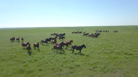 aerial drone shot of a herd of wild horses running through green prairie grass in the kansas flint hills