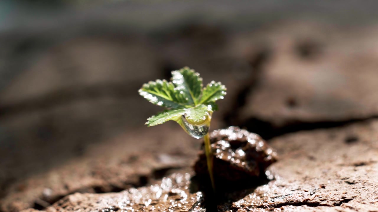Green plant emerging from parched soil during rain. Symbolizes hope and environmental recovery from global warming.