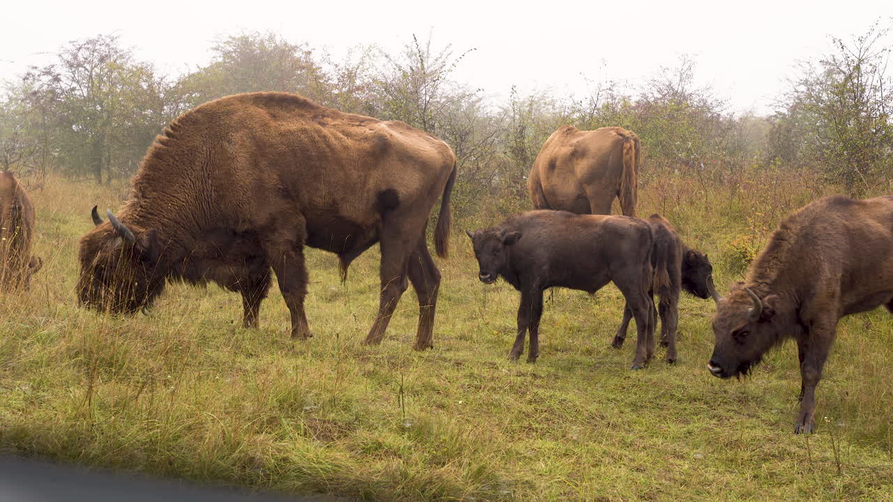 manada de bisontes europeos pastando en un campo neblinoso,desde la ventana de un coche,chequia