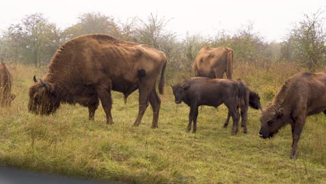 Manada-De-Bisontes-Europeos-Pastando-En-Un-Campo-Neblinoso,-Desde-La-Ventana-De-Un-Coche,-República-Checa