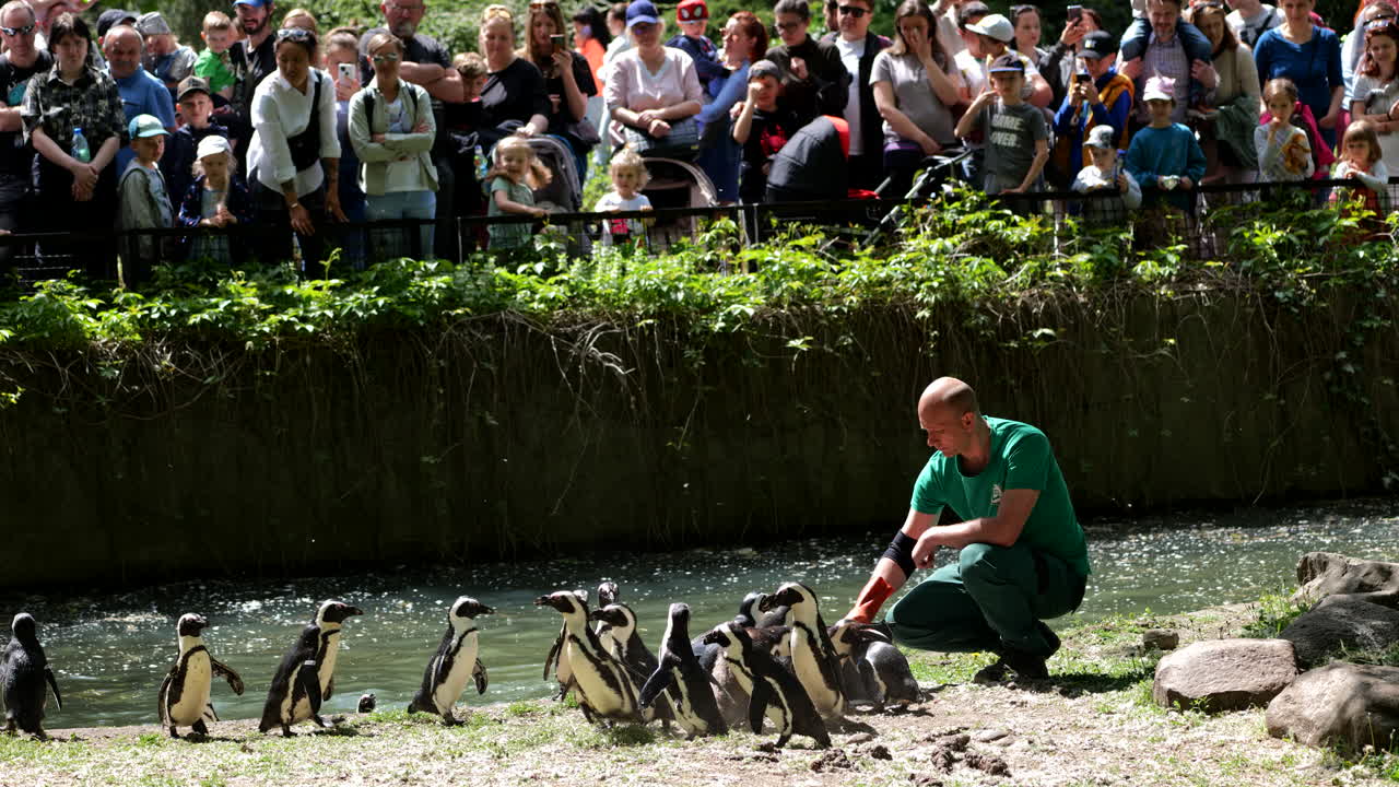 Warsaw, Poland - Circa May, 2021: Municipal Zoological Garden in Warsaw, African penguins enclosure, feeding time with zookeeper and group of people with children watching