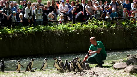 warsaw, poland - circa may, 2021: municipal zoological garden in warsaw, african penguins enclosure, feeding time with zookeeper and group of people with children watching