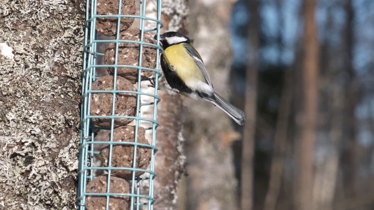 primer plano de pájaro magnífico comiendo de una celda pequeña con bolas de semillas colgando del árbol