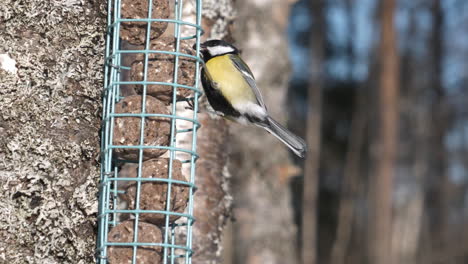 Nahaufnahme-Eines-Prächtigen-Vogels,-Der-Aus-Einer-Kleinen-Zelle-Frisst,-Wobei-Samenkugeln-Am-Baum-Hängen