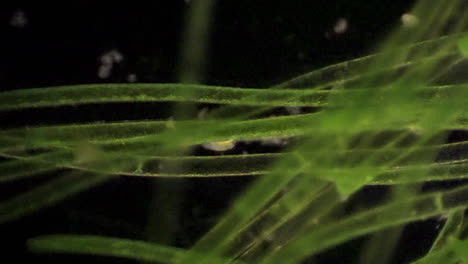 微型原生生物在藻類纖維中<unk>食