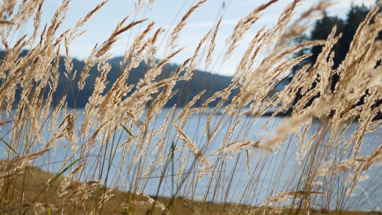 Serene Lake View with Golden Grass in the Wind