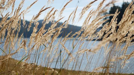 serene lake view with golden grass in the wind