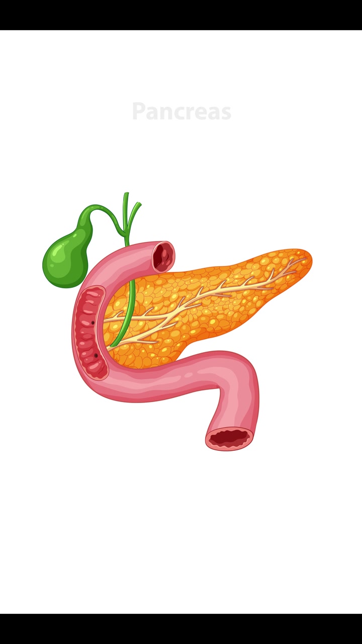 Animation highlights the pancreas within the human body using detailed anatomical illustrations and smooth transitions
