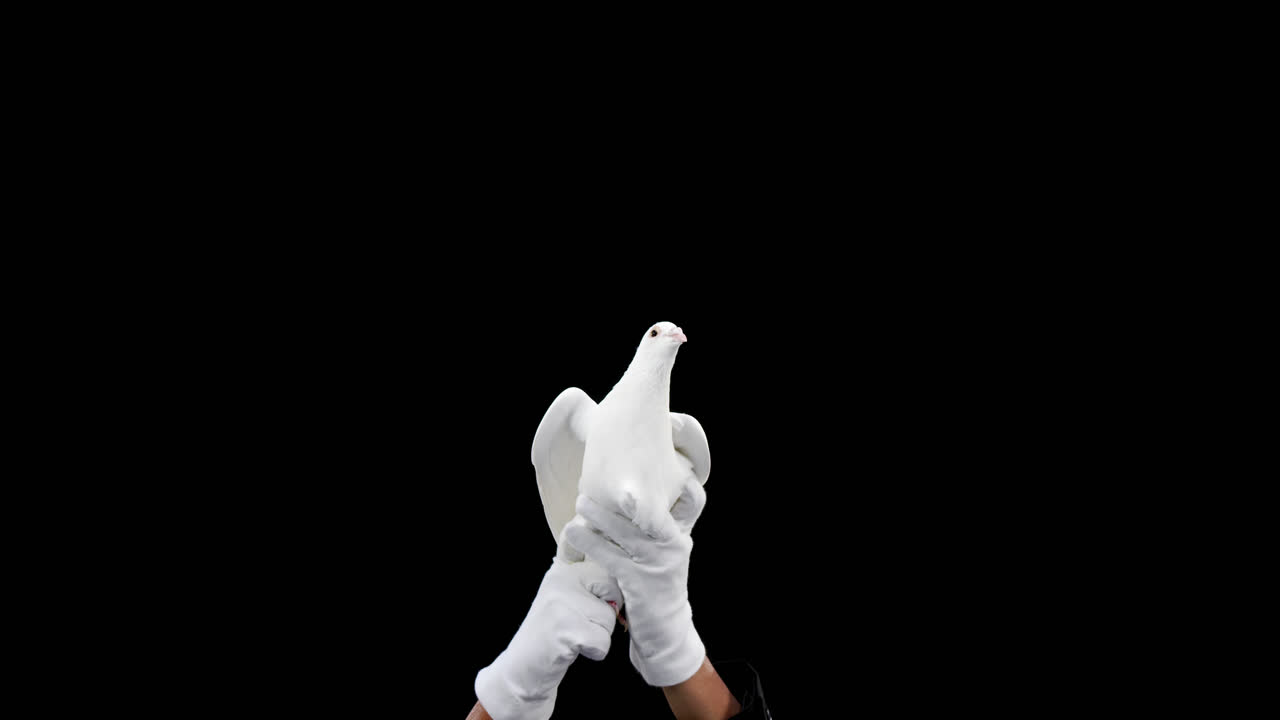 manos sosteniendo un pájaro paloma