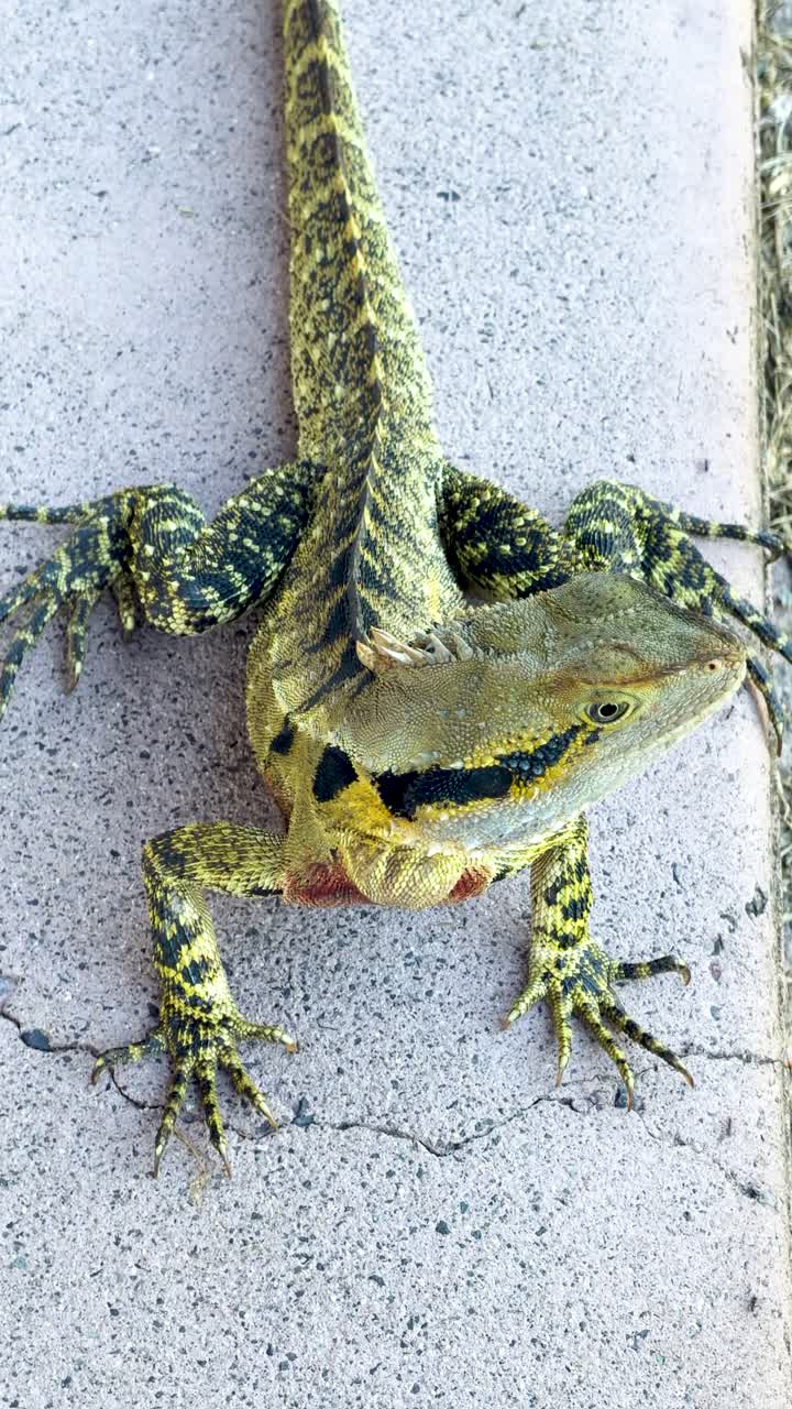 Top-down view of an Australian water dragon lizard resting motionless on a concrete walkway