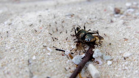 colonia de hormigas usando trabajo en equipo en una playa de arena para mover un gran escarabajo muerto a su nido, cerca de hormigas y escarabajos