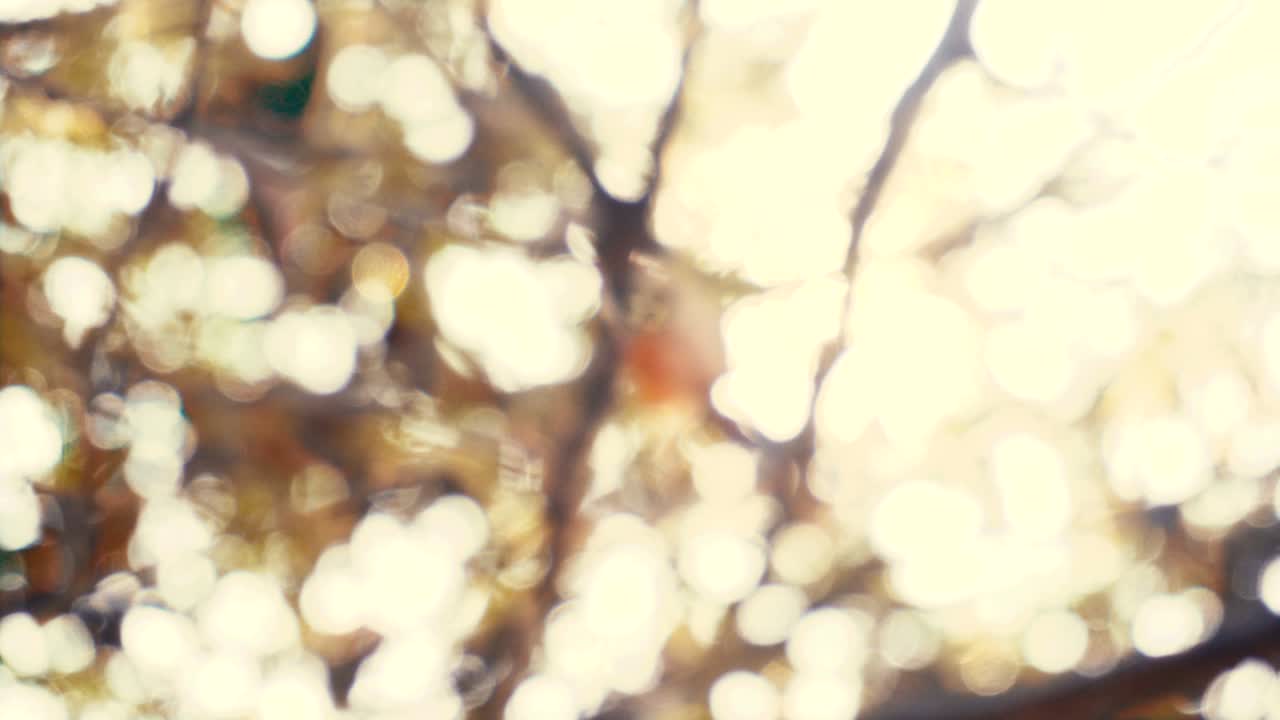 태양 광선과 함께 자연적 인 추상적 인 보케 배경