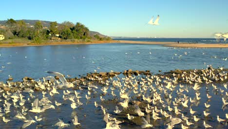 malibu lagoon in california flying by and seagulls taking fligh