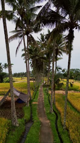 a vertical drone video shows a narrow path cutting through golden rice fields with tall palm trees standing on both sides creating a perfect tropical corridor through farmland during harvest season.