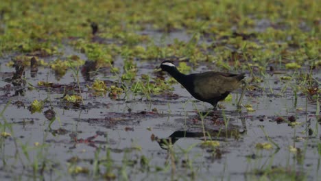 La-Jacana-De-Alas-De-Bronce-Es-Una-Ave-Zancuda-De-La-Familia-Jacanidae.