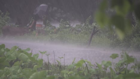 Un-Granjero-Lleva-A-Su-Vaca-A-La-Sombra-Mientras-Llueve-Mucho