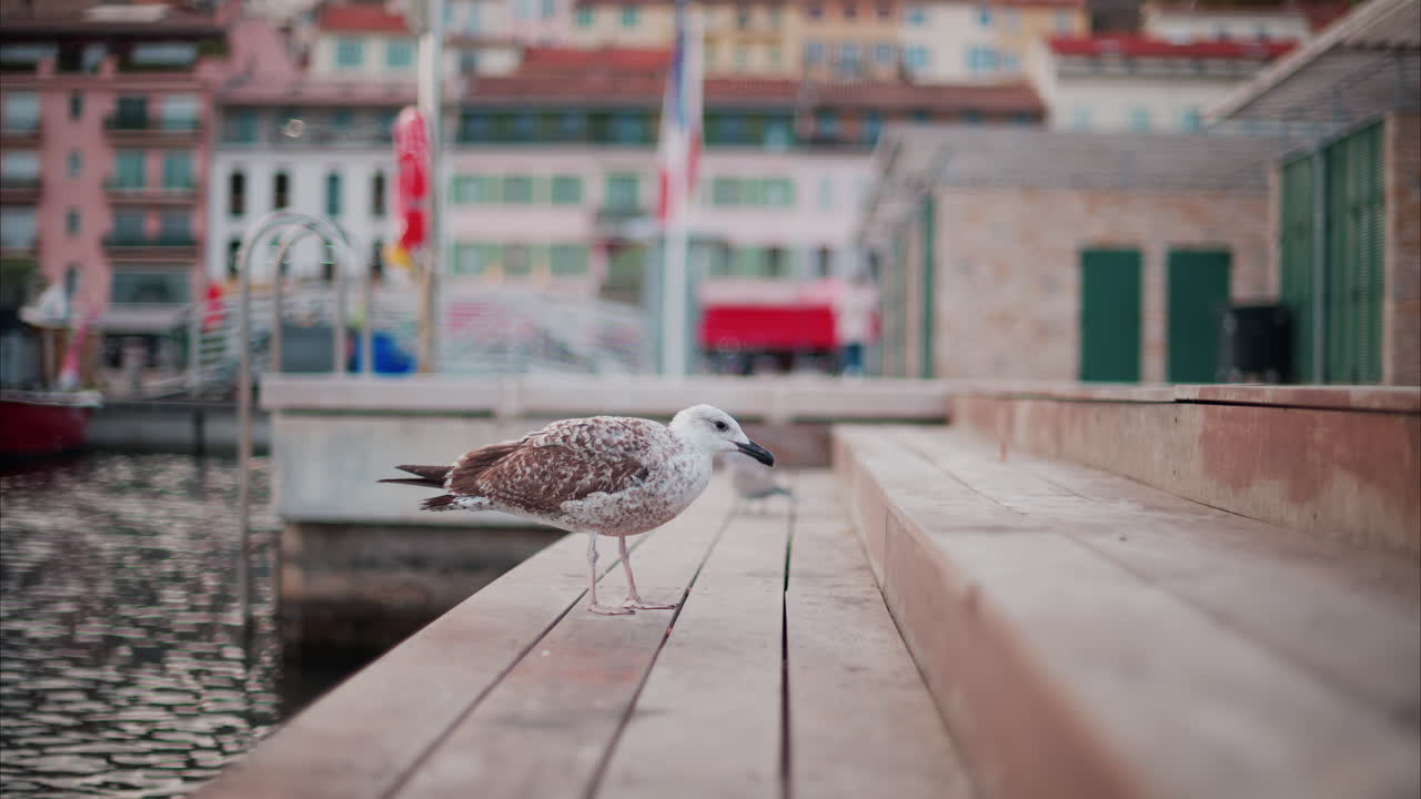 Close up of a seagull eating on a ledge with a blurred view of a harbour on the background