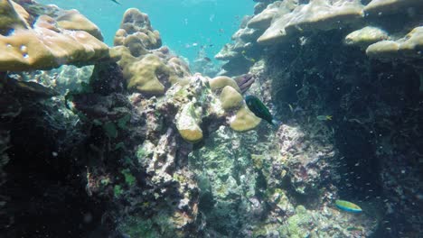 Underwater-shot-of-giant-moray-hiding-amongs-corals-at-Andaman-Sea