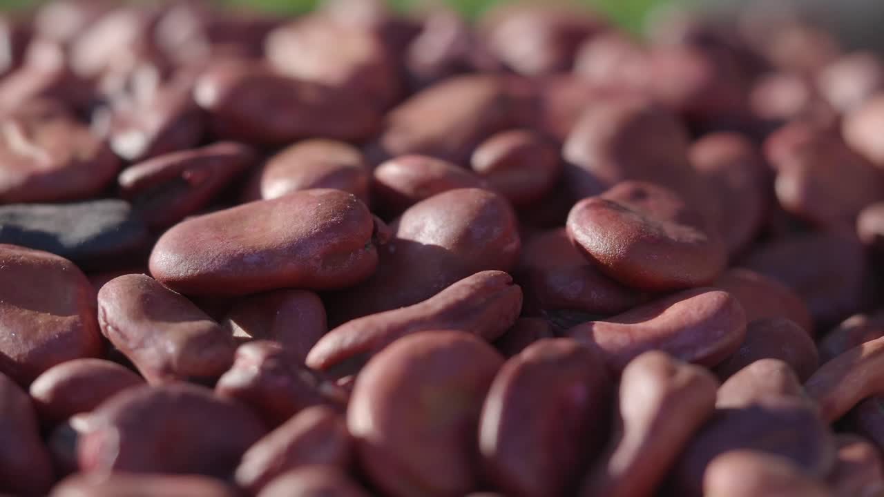 Close-up View of Reddish-Brown Fava Bean Seeds