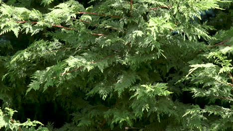 evergreen arborvitae tree branches. 10 sec-60fps