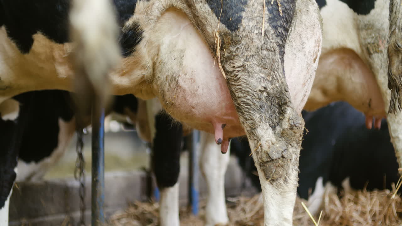 Malkekøer klar til malkning på gård mælkeproduktion 7