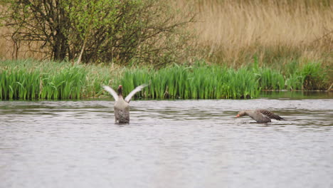 two greylag geese preening their feathers and flapping wings in river