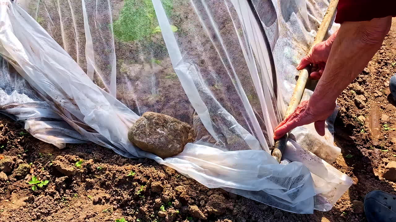 Elderly woman working in garden placing rock to hold down agrofilm