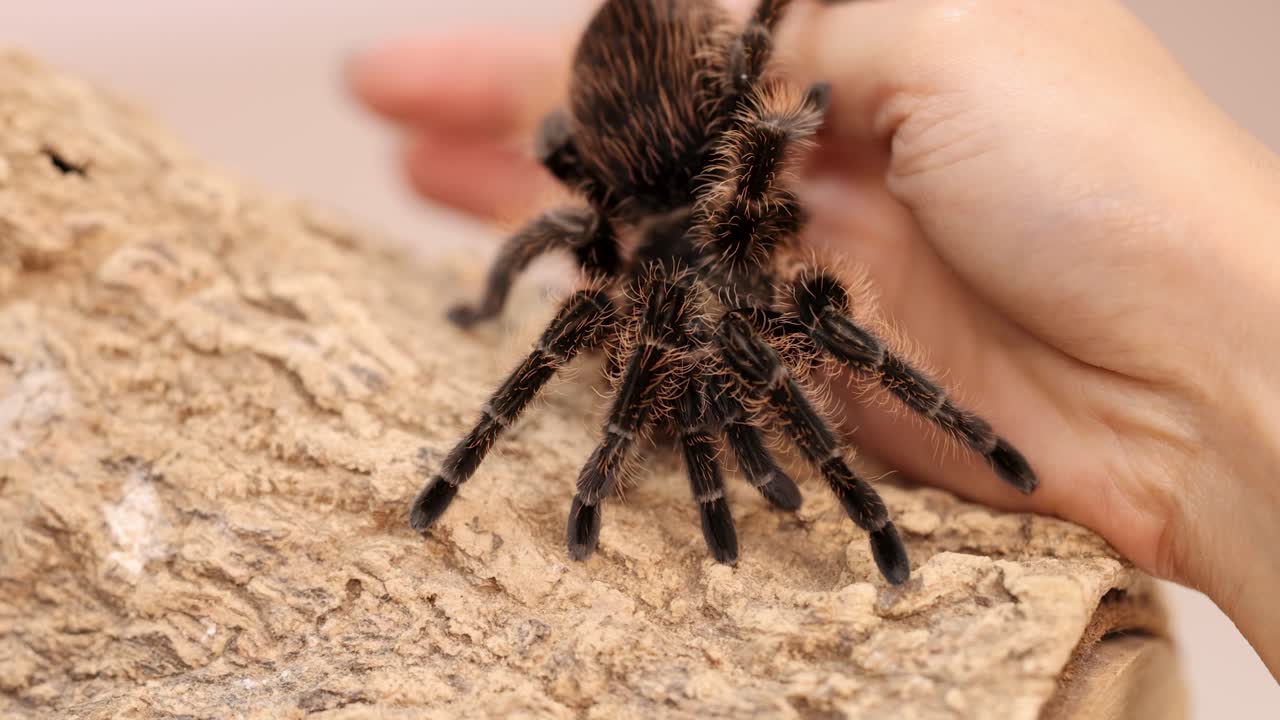A curlyhair tarantula moves across a hand and bark surface in soft lighting, showcasing its natural behavior