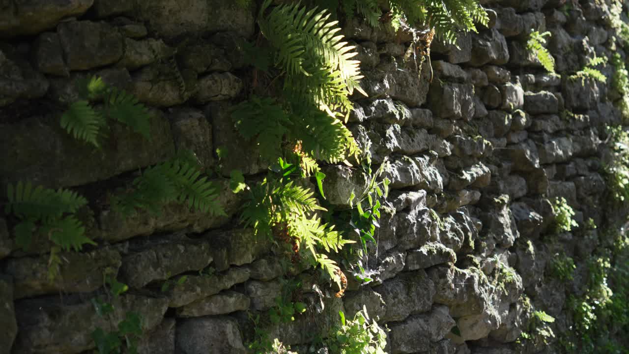 Stone wall masonry old structure covered with vegetation moss plants