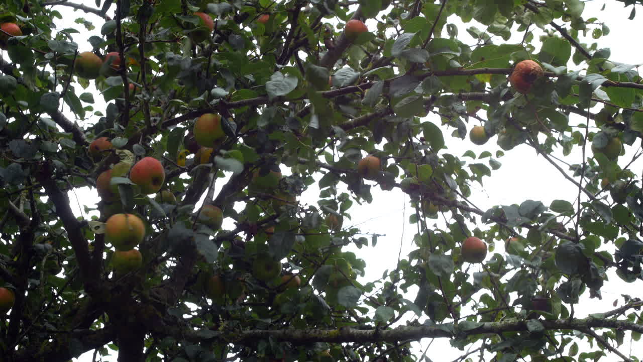 Apples blowing in the wind on an apple tree