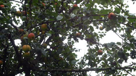 apples blowing in the wind on an apple tree