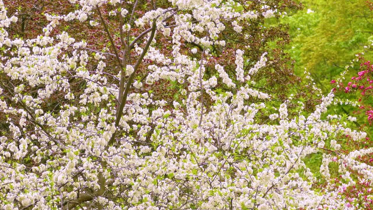 White Blossoms in Spring
