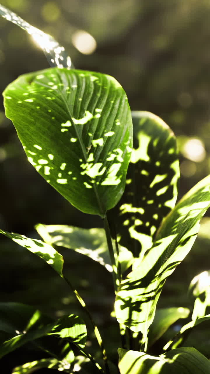 Sunlight filtering through leaves in a lush green forest setting