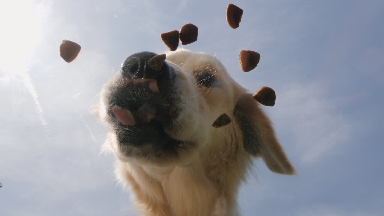 собаки едят лакомства.