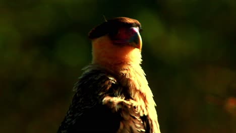 a northern crested caracara perched and alert in the golden sunshine - close up isolated view