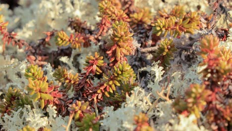 Arctic-Tundra-lichen-moss-close-up.-Found-primarily-in-areas-of-Arctic-Tundra,-alpine-tundra,-it-is-extremely-cold-hardy.-Cladonia-rangiferina,-also-known-as-reindeer-cup-lichen.