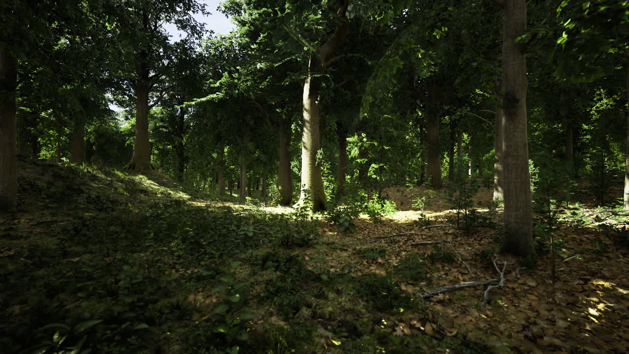 Sunlight filters through trees in a serene forest landscape during midday