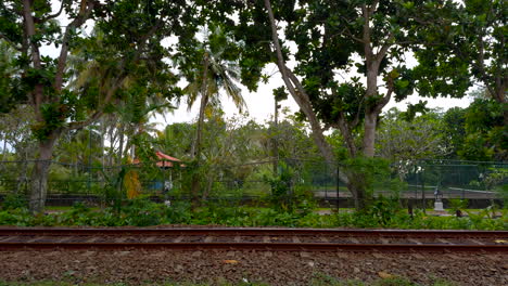 train tracks through a tropical park