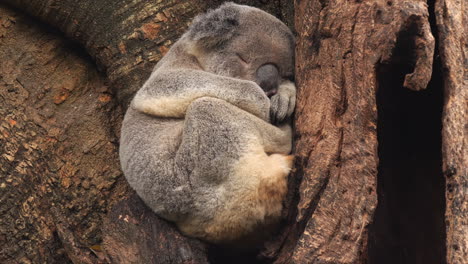 koala durmiendo en la cuña de un árbol, de cerca, brisbane, australia