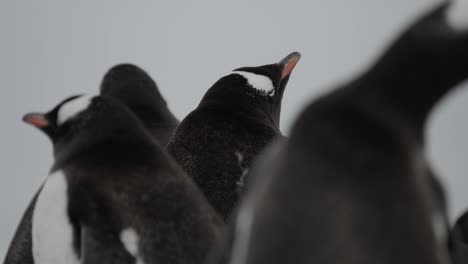 close up of a gentoo penguin in the middle of a big colony