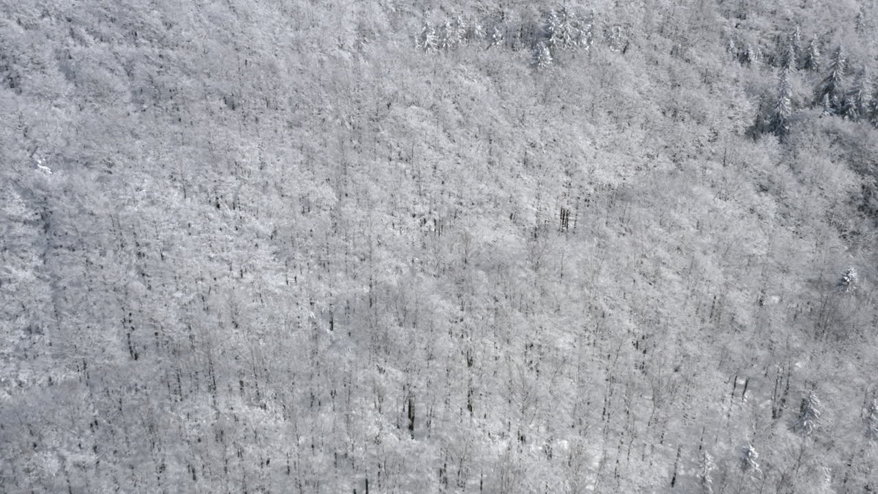 vasto bosque de tundra congelada en la ladera de una montaña de invierno, chequia