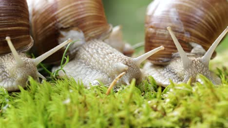 Helix-Pomatia-También-Caracol-Romano,-Caracol-De-Borgoña