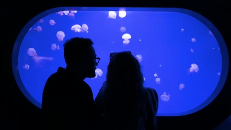 a couple observes white-spotted jellyfish (phyllorhiza punctata) at the oceanografic in the city of arts and sciences in valencia. it is europe’s largest oceanographic park.