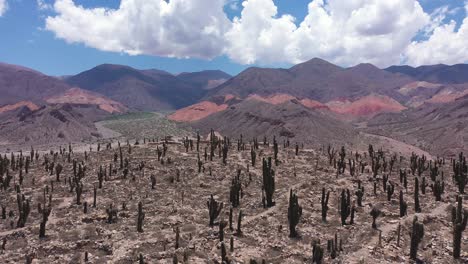 drone flying forwards revealing a desert landscape of south america where many cacti and an inca village are observed