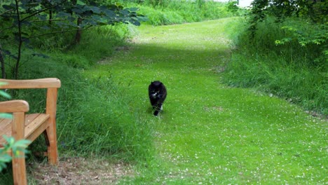 footage showing cat running towards the camera